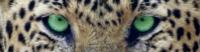 post-36-0-67835000-1369530383_thumb.jpg