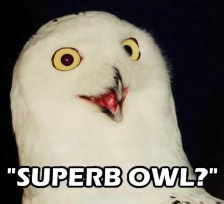 superb-owl.thumb.jpg.a9c8549a49cb5b818a2