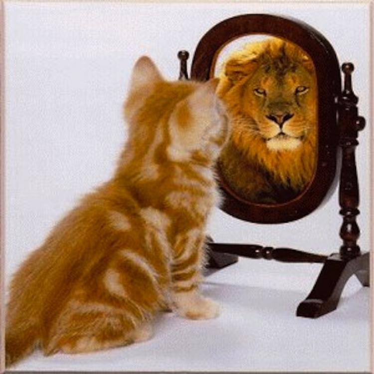 cat-sees-lion-mirror.thumb.jpeg.93066cf9