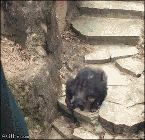 IMG_2088.GIF.9e45fc9d5b5bd4efba95cce0399fe017.GIF
