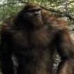 Sasquatch