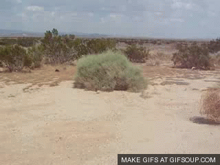 tumbleweed.gif.852034e02ca7e7a85c2753e3cd3d332f.gif