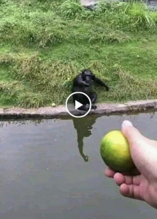 127934455_Howtofoolamonkey.thumb.jpg.9f051de8d549f17a56f025bfda189533.jpg