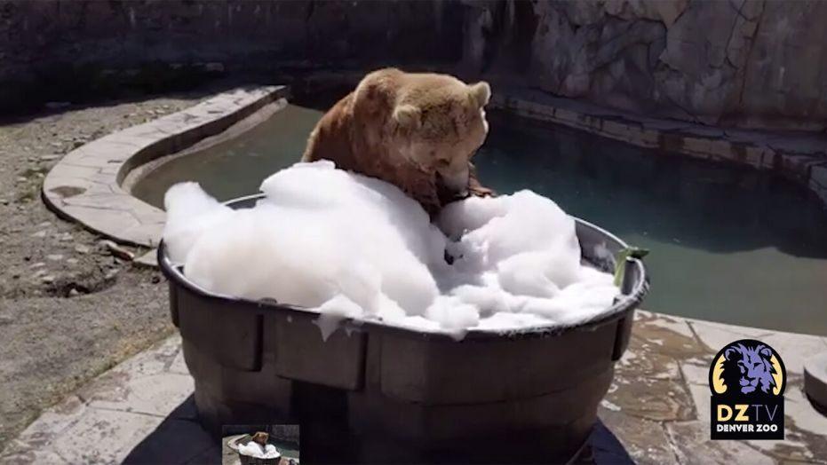 Bear-Bubble-Bath-DENVER-ZOO-1.jpg.bd21e6d8c495f3cd81ab65d9e0820777.jpg