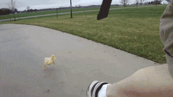 C5BB3D06-FB1E-49B9-BE72-37AC8D0E7ECF.gif.01ab4ca4756237b63dc0f8f925137d4e.gif