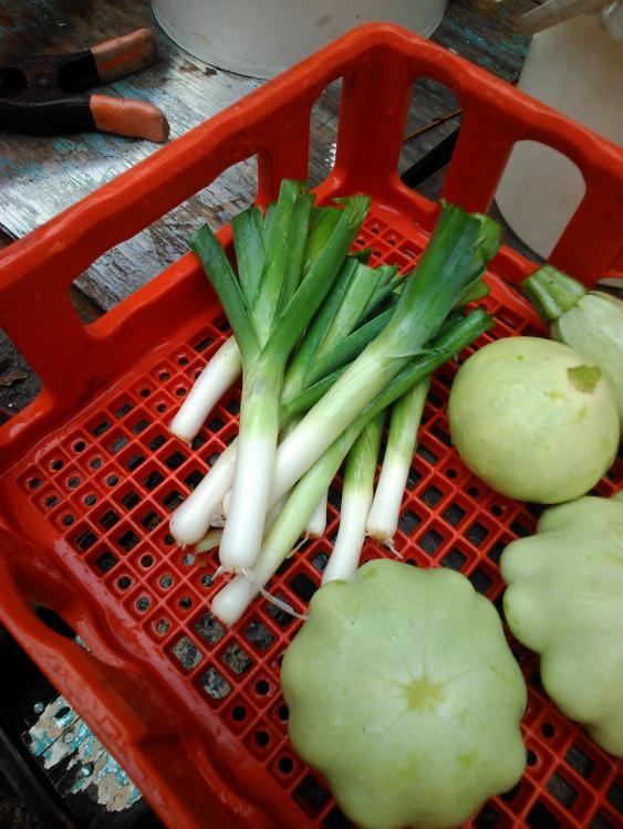 leeks and squash.jpeg