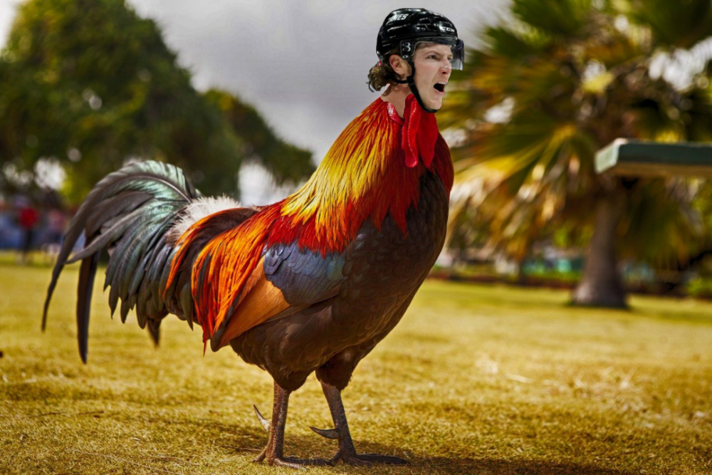 rooster.png