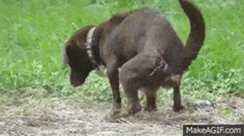 funny-animal.gif.fbbb2c7a00ac505d4e8c648fa8d78a85.gif