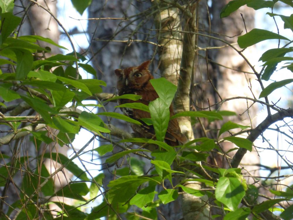 owl 2.JPG