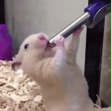 hamster-drink.gif.df0bd50be5529dd87db87b465f2dca80.gif