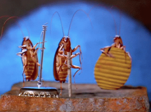 joes-apartment-cockroach.gif.e235045763fd67d432231504d794a2de.gif