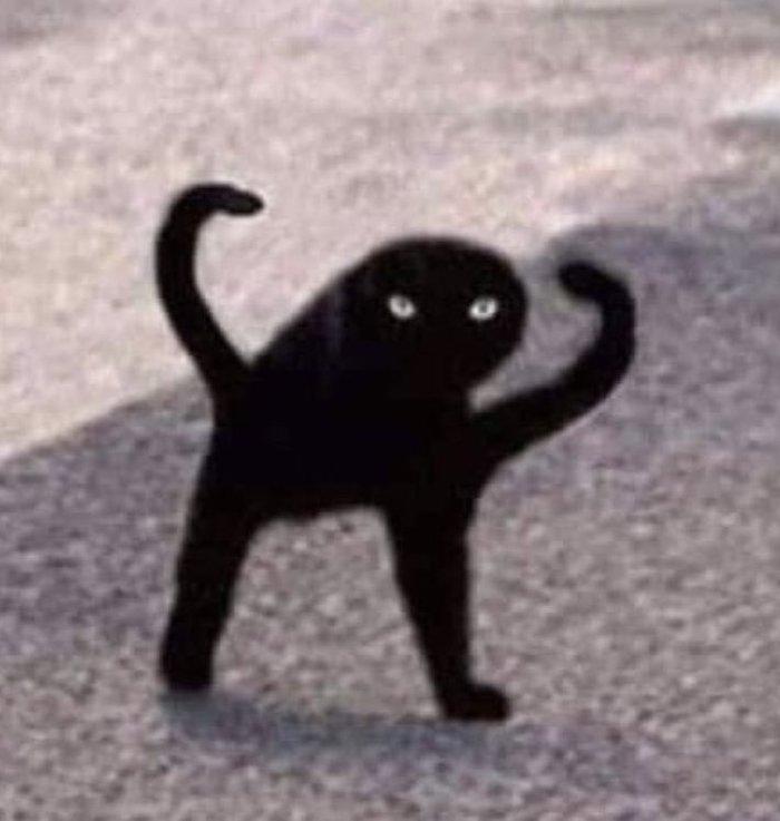 Cursed_Cat.jpg.877fe39446a762c66837b80f0f249f19.jpg