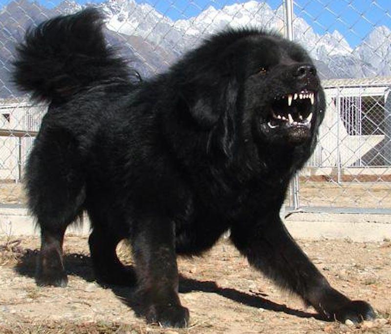 Tibetan-Mastiff-Guard-Dog.jpg.c1ecd73ab3b5167bd18e8ca7c95086fc.jpg