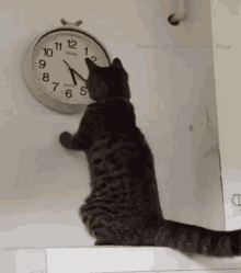 cat-changing-the-clock-changing-the-time.gif.b5cad2d0427ee9e02c80ba57083296a5.gif