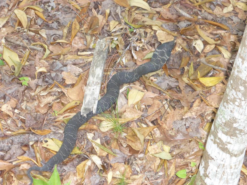 cottonmouth.JPG
