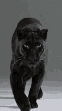 my-panther.gif.e3ae75c6a3f08b53a0139e6e1cdb9442.gif