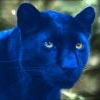 Blu Cat